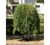 Декоративная ива козья (Salix caprea "Iva”) на штамбе С5